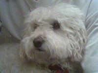 sagevenoos dog
